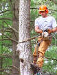 tree_climber.jpg