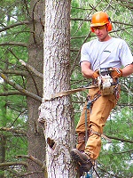 tree_climber.jpg